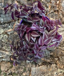 Tradescantia Purple Passion