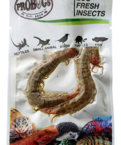 ProBugs Eco Fresh Centipedes 2pcs