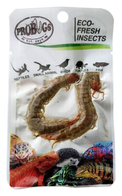 ProBugs Eco Fresh Centipedes 2pcs