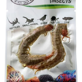 ProBugs Eco Fresh Centipedes 2pcs