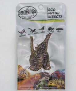ProBugs Eco Fresh Scorpions 3pcs