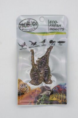 ProBugs Eco Fresh Scorpions 3pcs