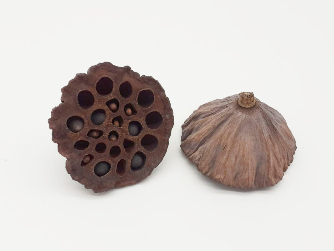 Lotus Pod