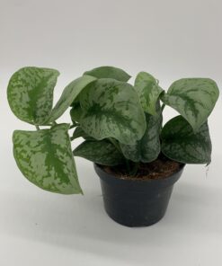 Scindapsus Pictus Trebie