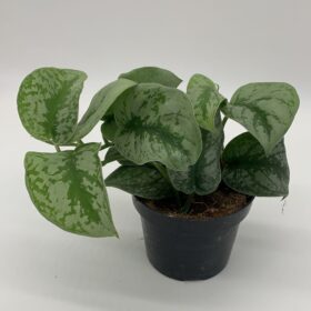 Scindapsus Pictus Trebie