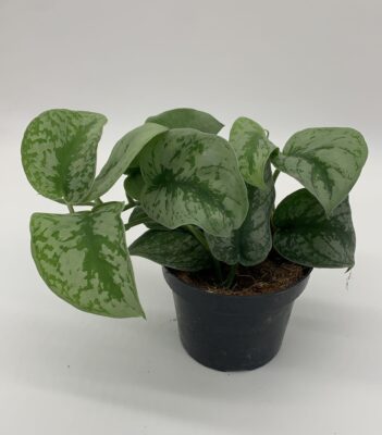 Scindapsus Pictus Trebie