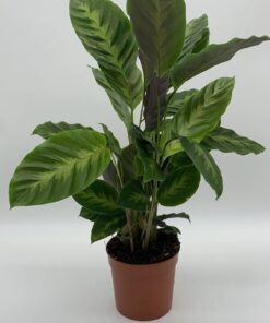 Calathea Sp