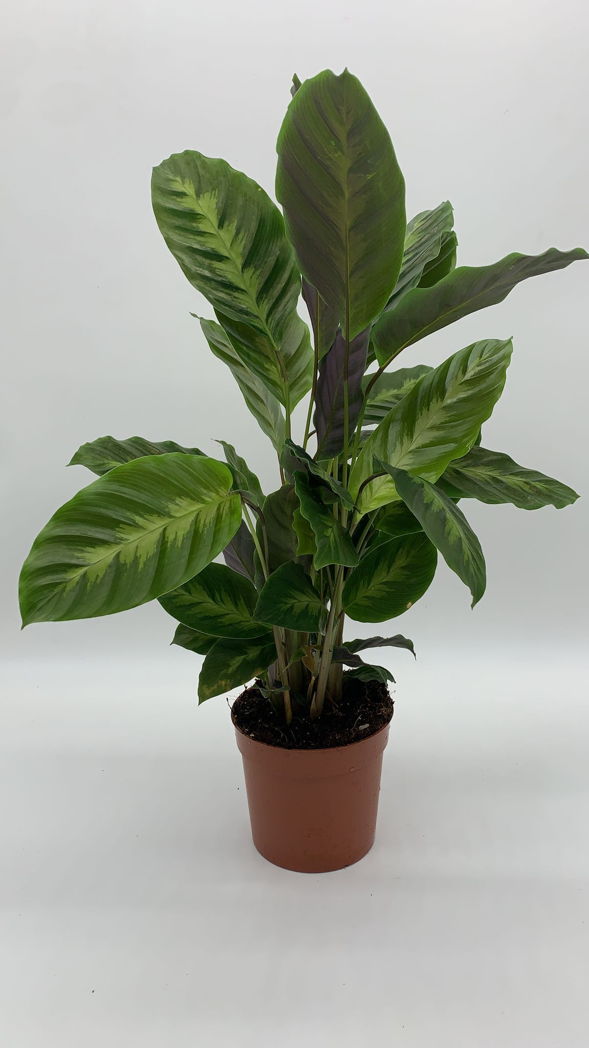 Calathea Sp