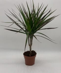 Dracaena Magenta 45cm