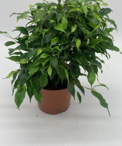 Ficus Benjamina Royal Mix - 20cm