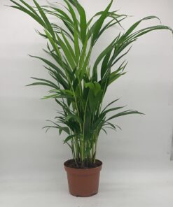 Dypsis Lutescens 75cm