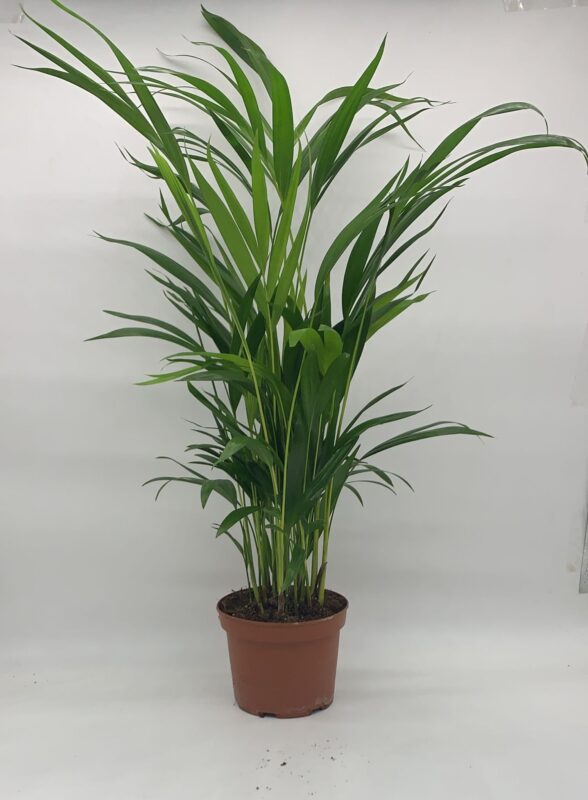 Dypsis Lutescens 75cm