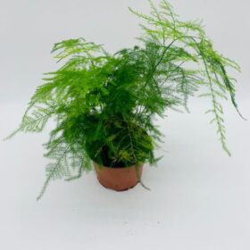 Asparagus Setaceus