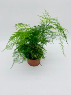 Asparagus Setaceus