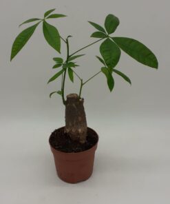 Pachira Aquatica - Money Tree - 30cm