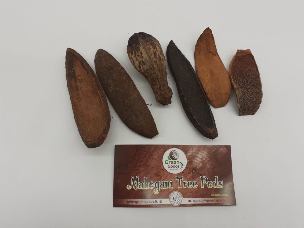 Mahogani Tree Pods