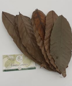 Cocoa Leaves