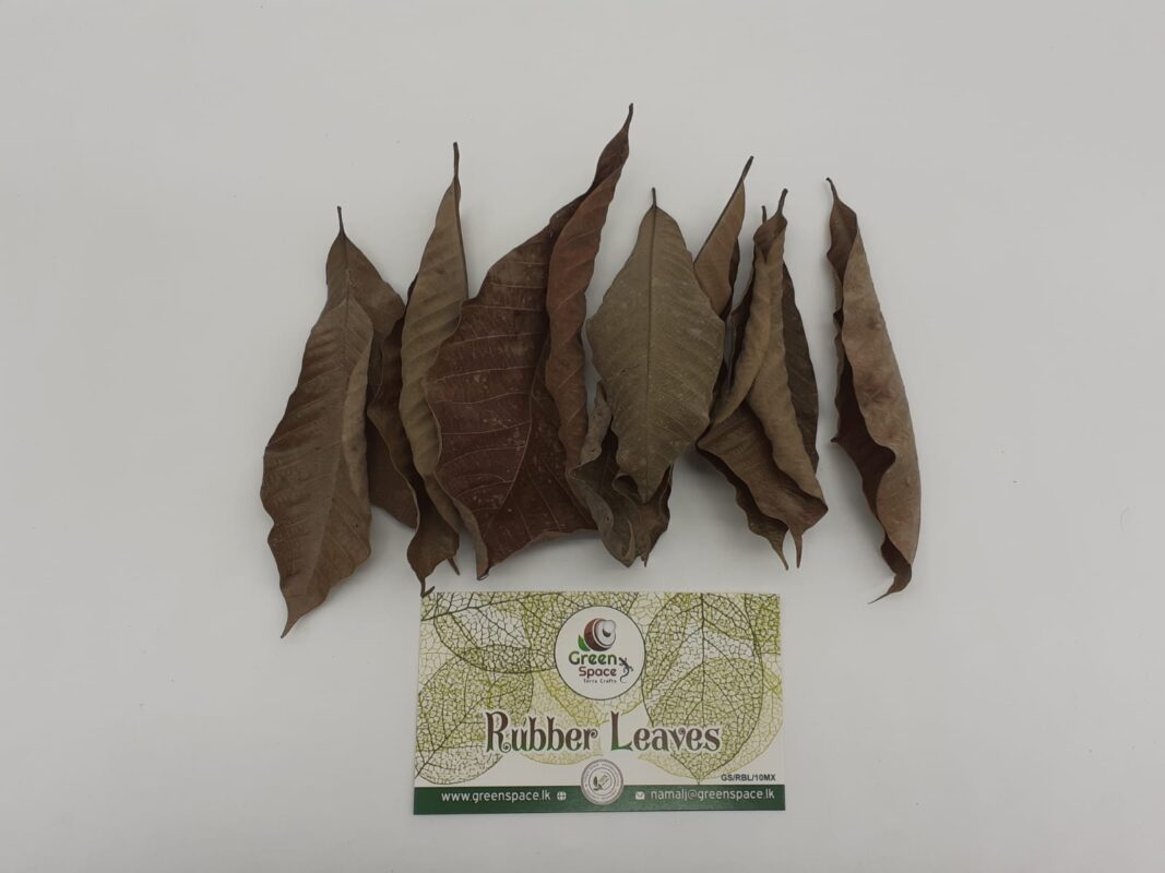Rubber Leaves