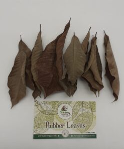 Rubber Leaves