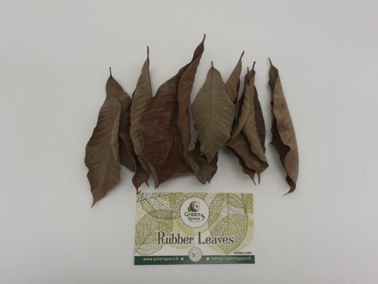 Rubber Leaves
