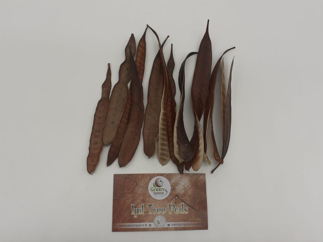 Ipil Tree Pods