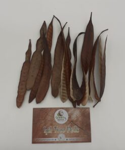 Ipil Tree Pods
