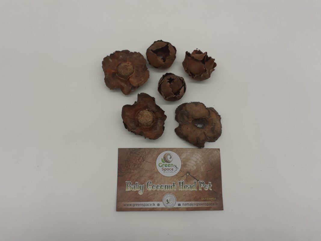 Baby Coconut Head Pods