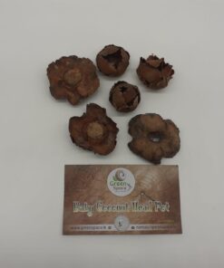 Baby Coconut Head Pods