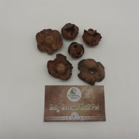 Baby Coconut Head Pods