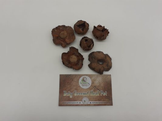 Baby Coconut Head Pods