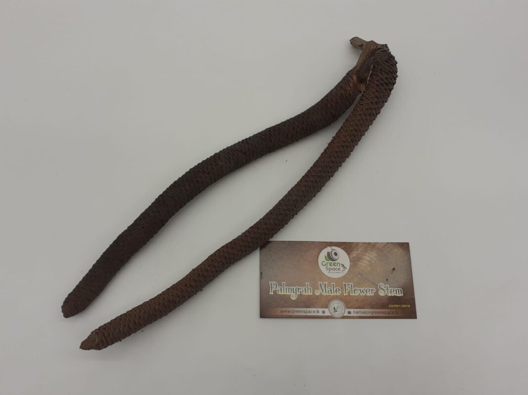 Palmyrah Male Flower Stems