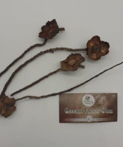Coconut Flower Stems