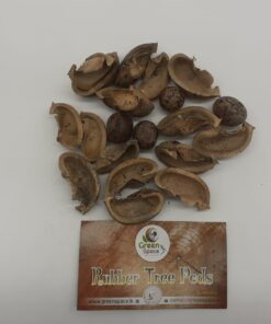 Rubber Tree Pods