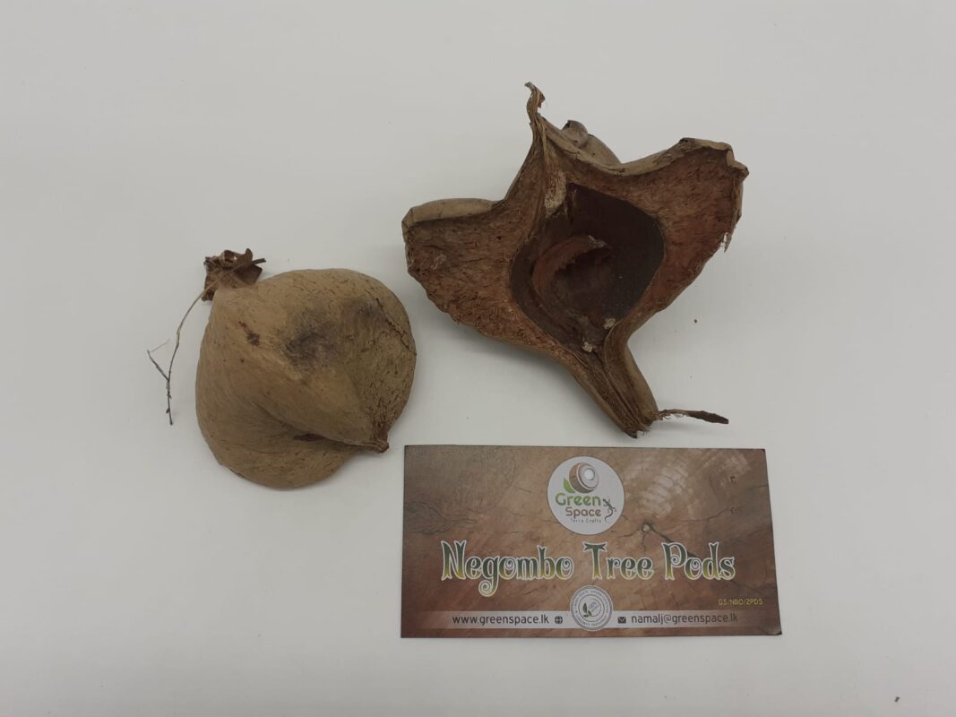 Negombo Tree Pods