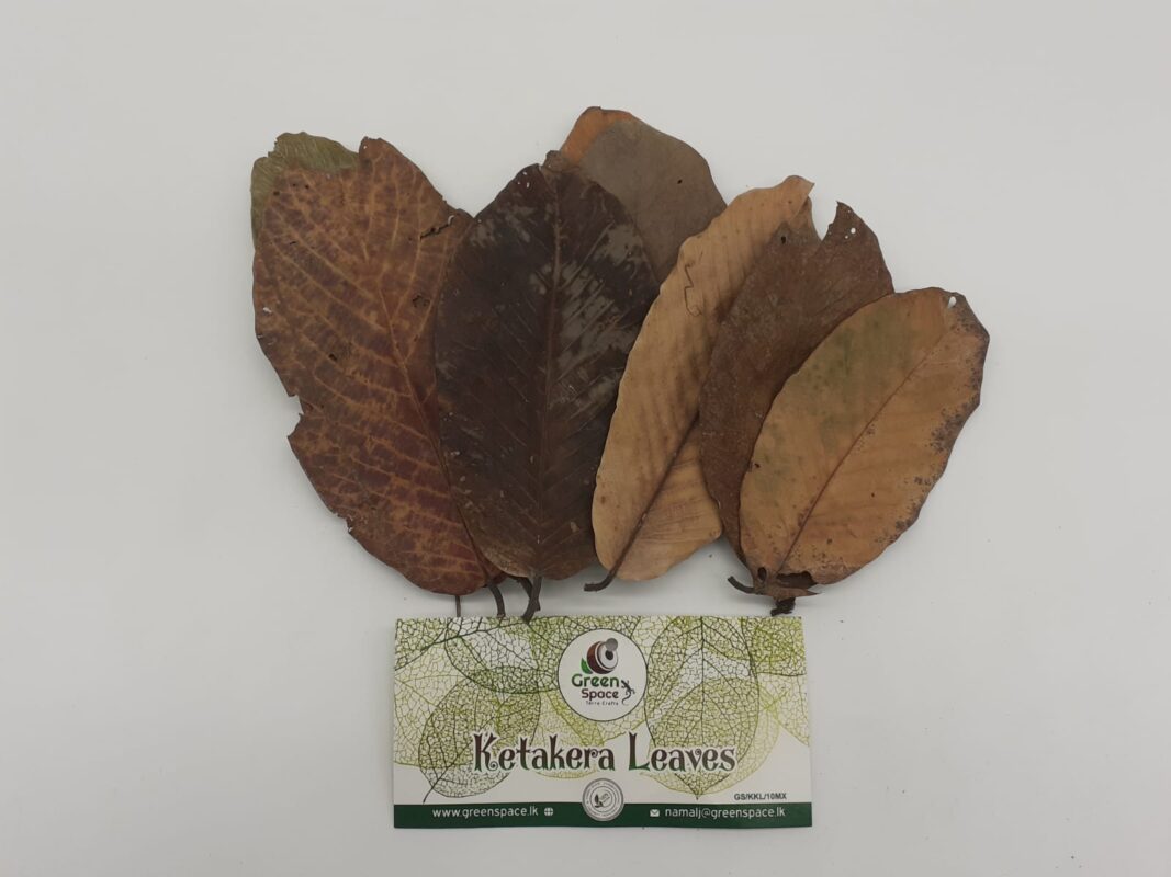 Ketakera Leaves