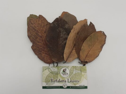 Ketakera Leaves