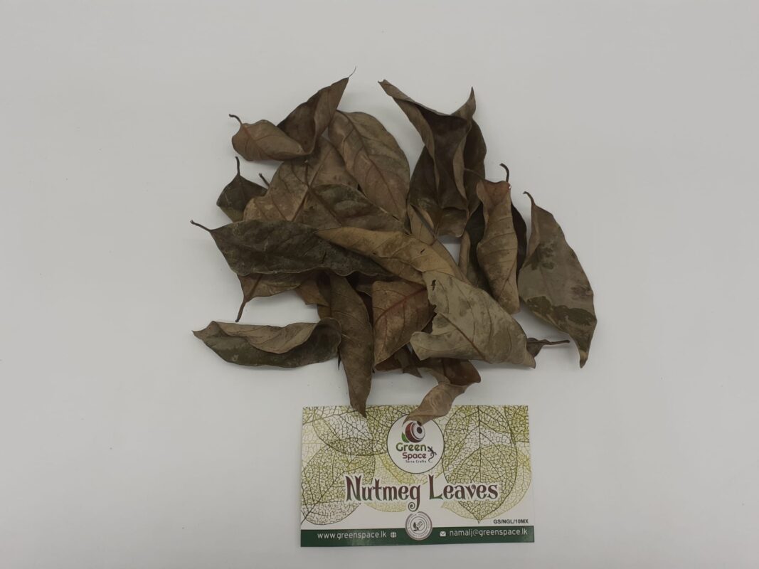 Nutmeg Leaves