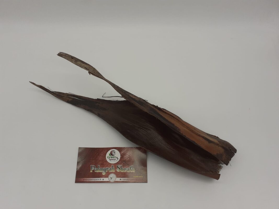 Palmyrah Male Sheath