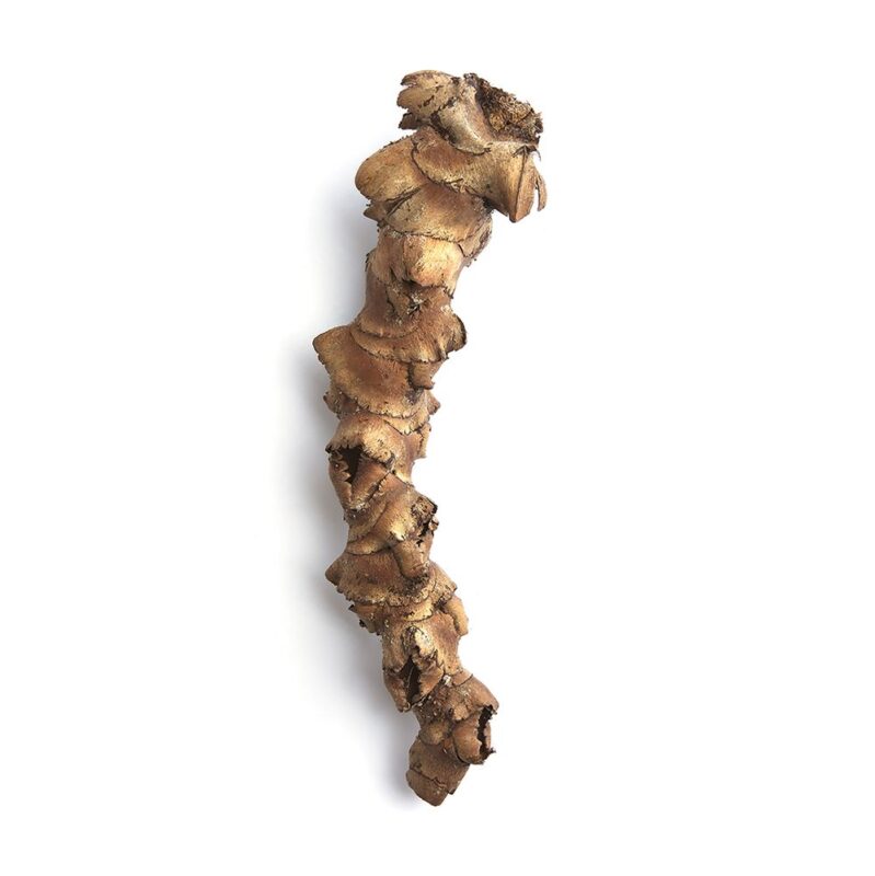 Palmyra Flower Stem