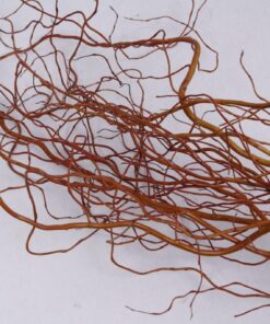 Willow Branches - Salix - 100cm