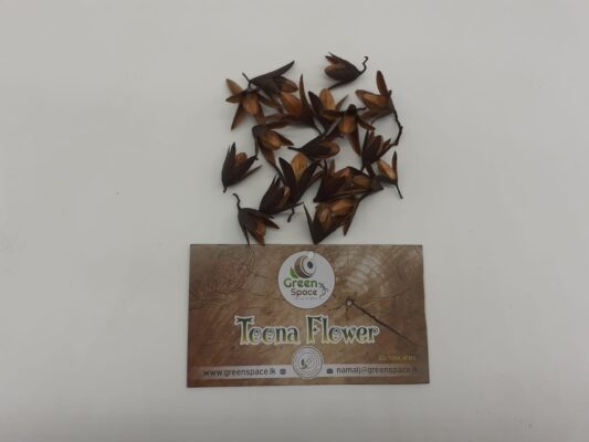 Toona Flowers