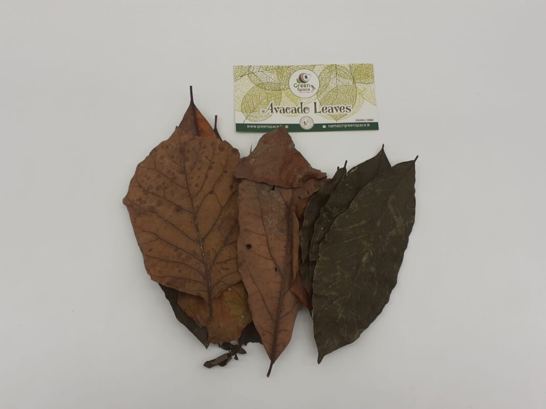 Avacado Leaves