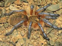 Harpactira Pulcripes