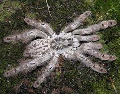 Heteroscodra Maculata