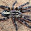 Poecilotheria Fasciata