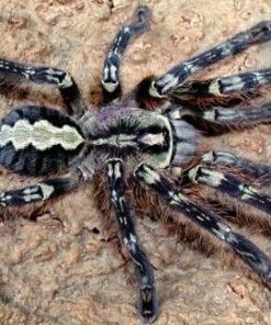 Poecilotheria Fasciata