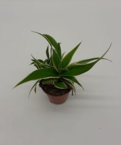 Chlorophytum comosum