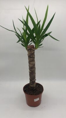 Yucca Gloriosa 50cm - Spanish Dagger