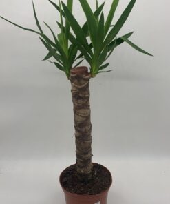 Yucca Gloriosa 60cm - Spanish Dagger