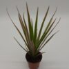 Dracaena Bicolour - Dragon Tree - 20cm